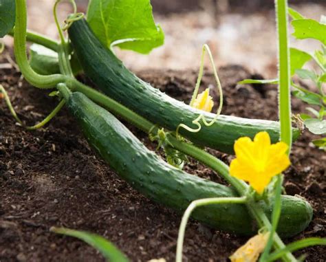 Per fare ciò consigliamo l'uso di un impianto di irrigazione, oltre il consiglio è di preparare dei semenzai per coltivare semi in un luogo riparato da cui ricavare poi piantine da trasferire nell'orto. Cetrioli: come si coltiva il cetriolo nell'orto bio