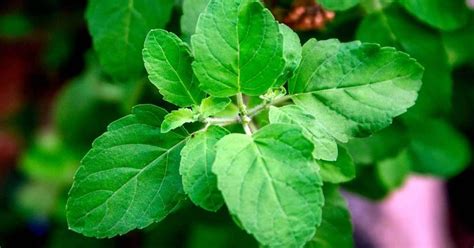 The Benefits Of Holy Basil Tulsi A Medicinal Herb For Stress And