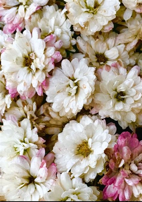 By building the foundation of your mum programs with our families and vast array of specialized varieties, you can be more confident that your production will be optimized and your. White mums laced in pink. Gorgeous for Fall ️#mums #fall # ...