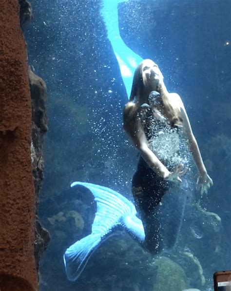 Dine With Mermaids At The Downtown Aquarium Restaurant