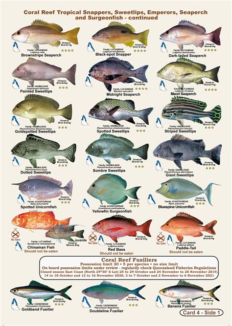 Fish Species Identification Chart