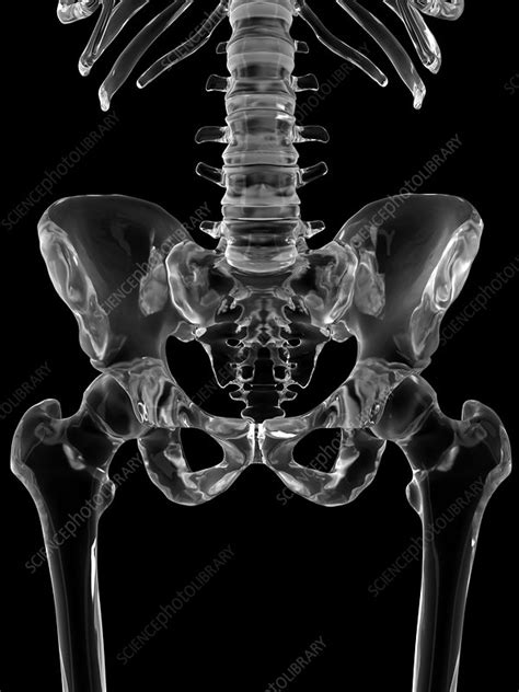 Human Pelvis Bones Illustration Stock Image F0116021 Science