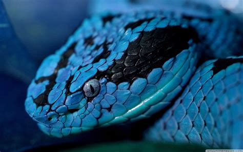 Blue Snake Wallpapers Wallpaper Cave