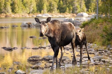 What Animals Live In North America Worldatlas