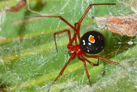 Wildlife Profile Spiders In The Everglades Gladesmen Culture