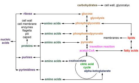 The primary role of carbohydrates is to provide energy for the body. BACTERIAL METABOLISM: CELLULAR RESPIRATION