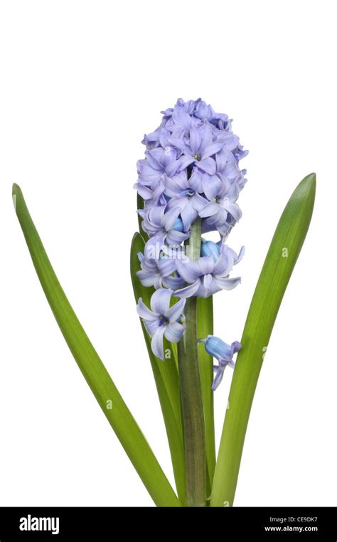 Blue Hyacinth Flowers And Leaves Isolated Against White Stock Photo Alamy
