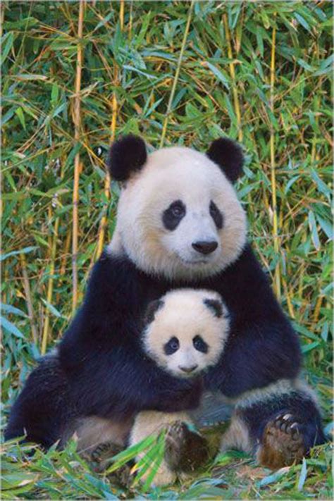 Panda And Baby Athena Posters