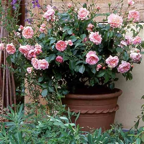 How To Plant And Care For Rose Bushes Dengarden