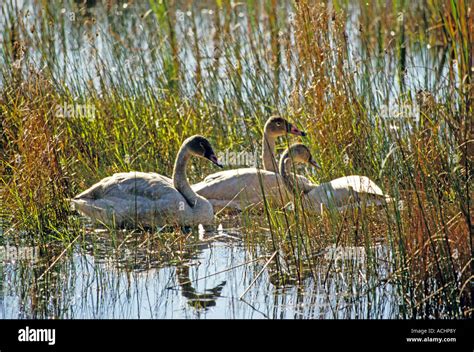 Swans At Seney National Wildlife Refuge In Upper Peninsula Michigan