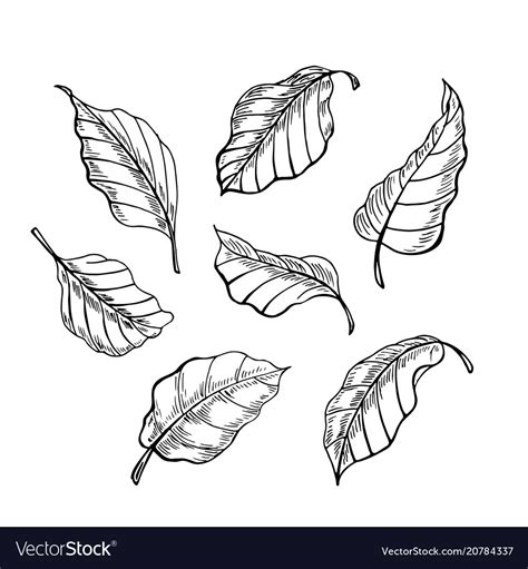 Leaves Sketch Set Hand Drawn Royalty Free Vector Image