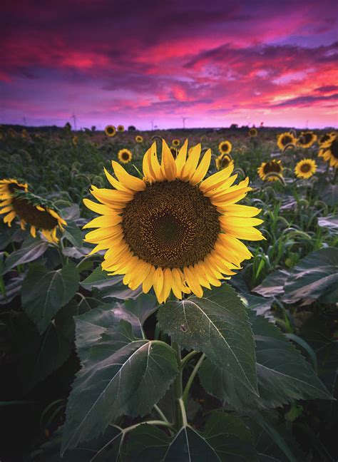 Sunflowers at Sunset Photograph by Cale Best | Fine Art America
