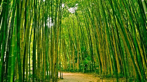 Sand Path Between Bamboo Trees Forest Plants Bushes Hd Bamboo