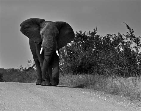 Free Stock Photo Of Elephant Elephant In Black And White Wild