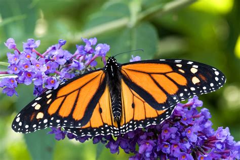 Flowers That Attract Birds And Butterflies Garden Chronicle