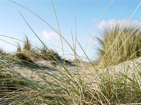 Dune Grass 001 Free Photo Download Freeimages