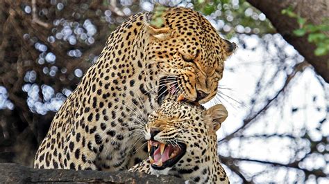 Not In The Mood Leopards In Love Can Be Intense Kruger National Park Youtube