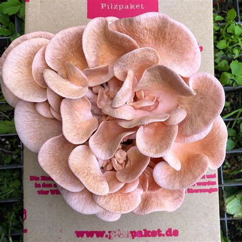 Moin leute heute gibts teil 2 mit dem kräuterseitling.ich habe dieses mal 2 sets getestet und ein monster seitling gezüchtet. #Pilzpaket #Rosenseitlinge. Auf www.pilzpaket.de gibt es ...