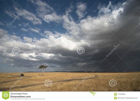 Solitary Acacia Tree Against The Rain Clouds At Masai Mara National