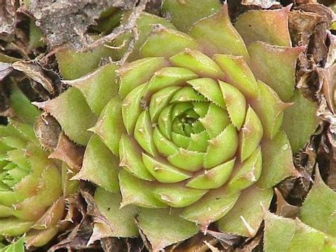 Per coltivare in casa le piante grasse bisogna innanzitutto considerare lo spazio che si ha a disposizione per collocarle. Coltivare piante grasse in appartamento - Le Piante Grasse ...