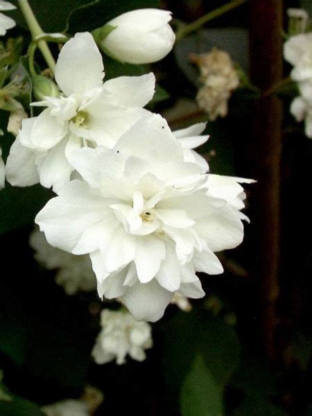 Flüge mussten gestrichen werden, vor stromausfällen wurde gewarnt. Philadelphus Schneesturm