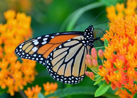 Butterflies are present in almost all habitats. Plants That Attract Butterflies - Casey's Outdoor ...