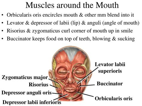 Ppt Chapter 11 The Muscular System Powerpoint Presentation Free