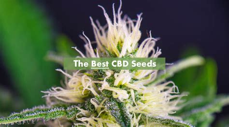 12 High Cbd Strains With The Widest Therapeutic Properties