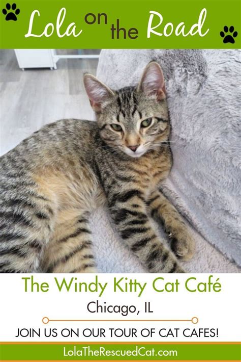 The shelter is normally closed on wednesday, but shelter officials are considering keeping the. Lola on the Road: The Windy Kitty Cat Café (Chicago, IL ...