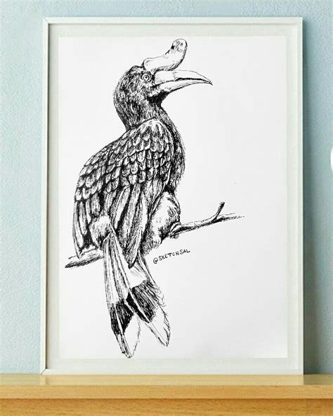 Rangkong Bird Sketch By Al Taha Bird Sketch Sketchbook Drawings