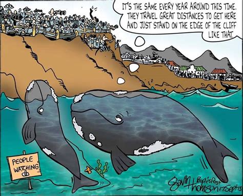 Funny Jokes About Whales Freeloljokes