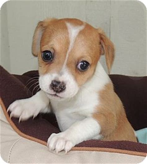 We did not find results for: Suki | Adopted Puppy | La Habra Heights, CA | Chihuahua/Beagle Mix
