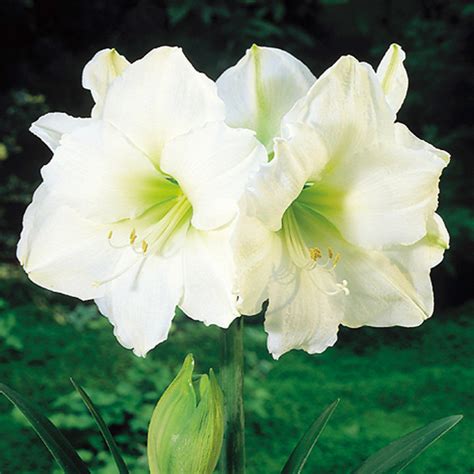 No experience required if you're just getting started with gardening, paperwhites are an excellent first large clusters of snow white flowers boast better fragrance than other varieties. Indoor Amaryllis White(1) - All Bulbs - Flower Bulbs ...
