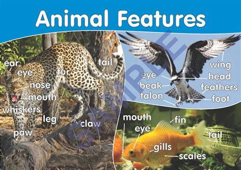 Animal Features Poster A3 Early Years Payhip
