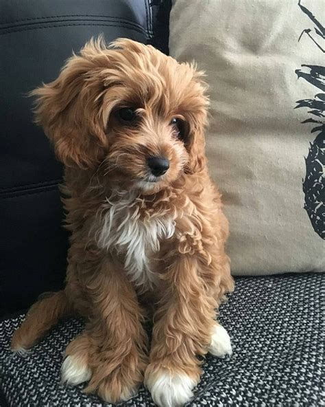 How to get a cavapoo puppy. Everything You Need to Know About a Cavapoo #cavapoo # ...
