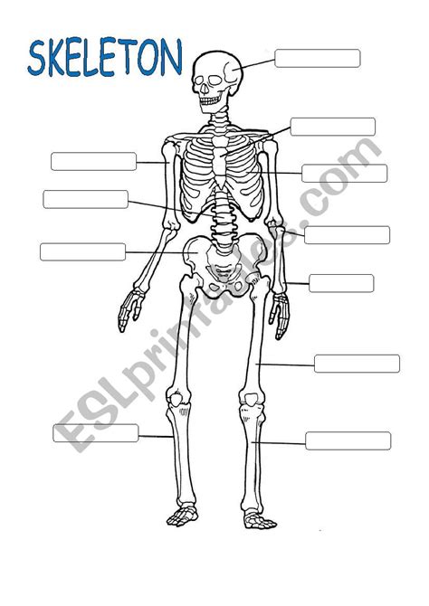 Human Skeletal System Worksheets