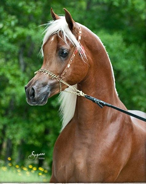 Thee Asil Egyptian Arabians Arabians Ltd Horses Beautiful