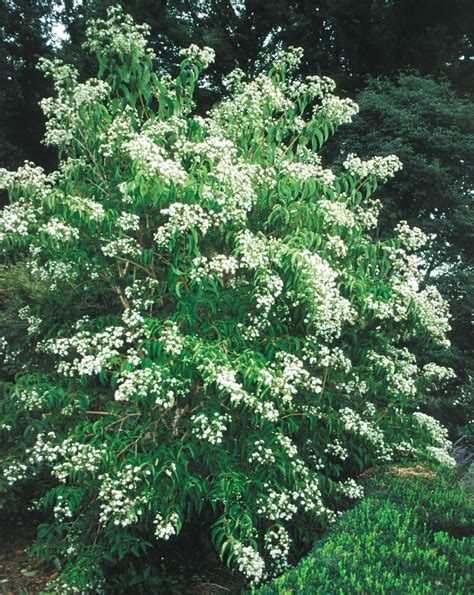 It can be extremely disappointing to have a beautiful tree or other it can be extremely disappointing to have a beautiful tree or other new plants installed on your property, only to see them struggle to survive or even die off. Seven-Son Flower | Missouri Gardener Hot Plants