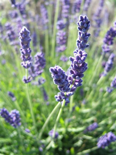 English Lavender Divine Summer Scent Thor Flickr