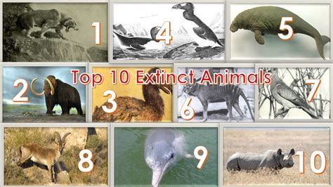Top 10 Extinct Animalstop 10 Extinct Animals In The World Youtube