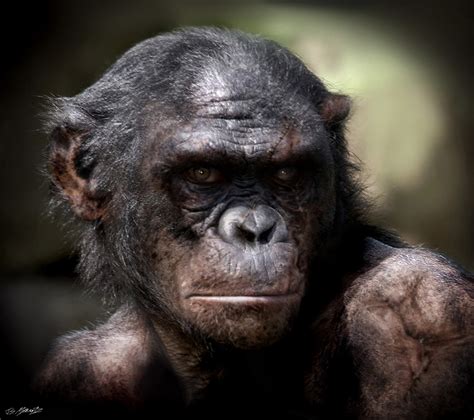Will feels certain he is close to a breakthrough and tests his latest serum on apes, noticing dramatic increases in intelligence and brain activity in the primate subjects. Concept artist Jerad Marantz - ArtStation Magazine