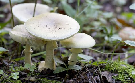Two Of The Most Toxic Mushrooms Are Found In Northern