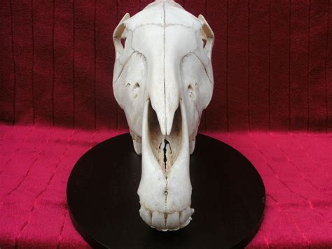 Plains Zebra Skull Equus Quagga The Cabinet Of Curiosities