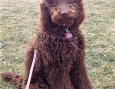 Newfoundland / poodle puppies looking for a loving home. Newfypoo (Newfoundland-Poodle Mix) Info, Puppies, and Pictures