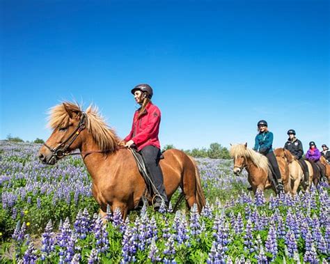 The 10 Best Iceland Horseback Riding Tours Tripadvisor