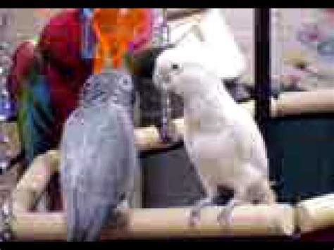 200 to 400 grams • wing span: African Grey and Cockatoo - YouTube