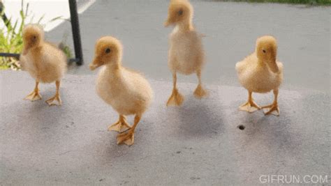 Animated Duck  Images Walking Duck  And More Mk
