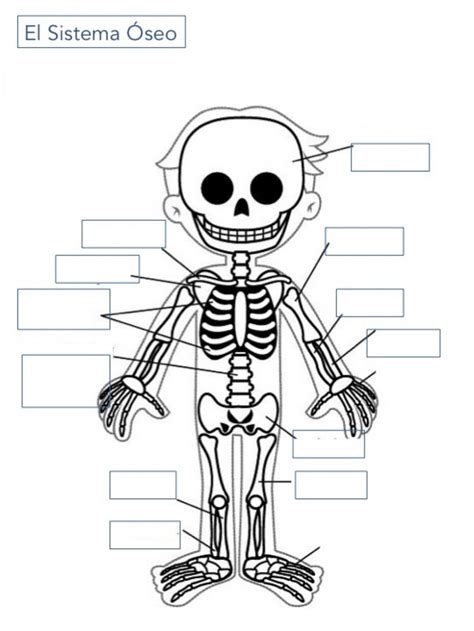 Sistema Óseo O Esqueleto Escribir Worksheet Sistemas Del Cuerpo