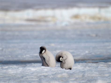 What Is The Biggest Penguin Species : The largest penguin species ever