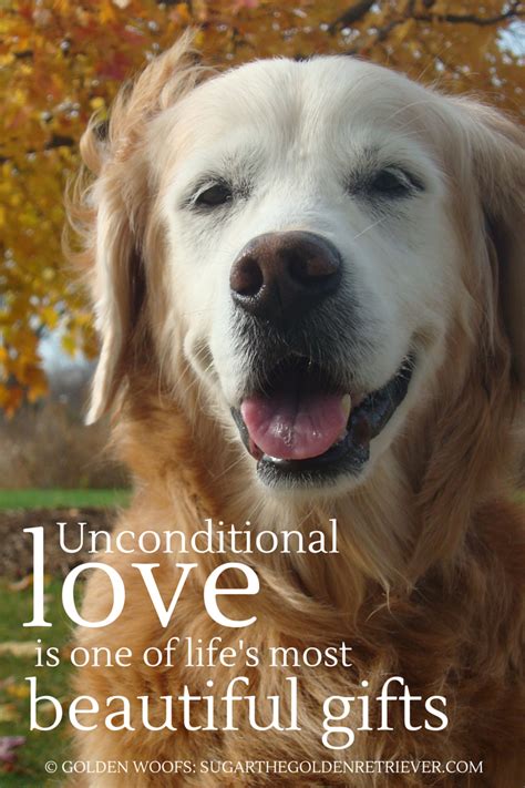 Quotes About Unconditional Love Dogs Quoteso